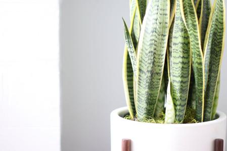 3 Simple Ways To Propagate Snake Plants