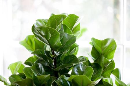 The Ultimate Guide to Pruning Your Fiddle Leaf Fig