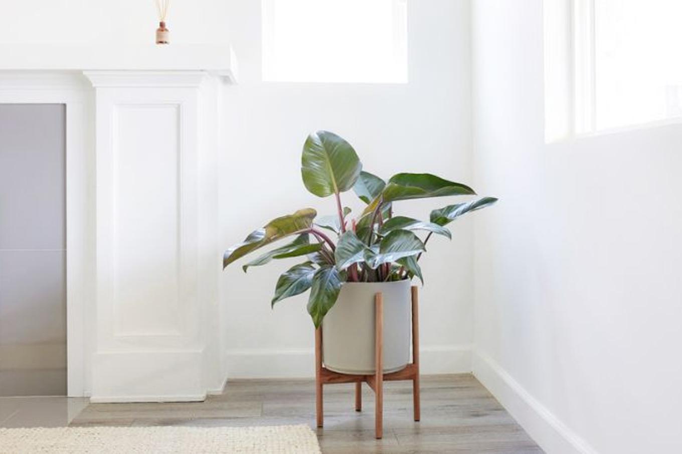 A Red Congo decorating a white living room corner