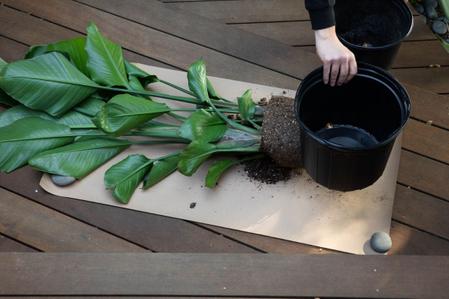 Repotting