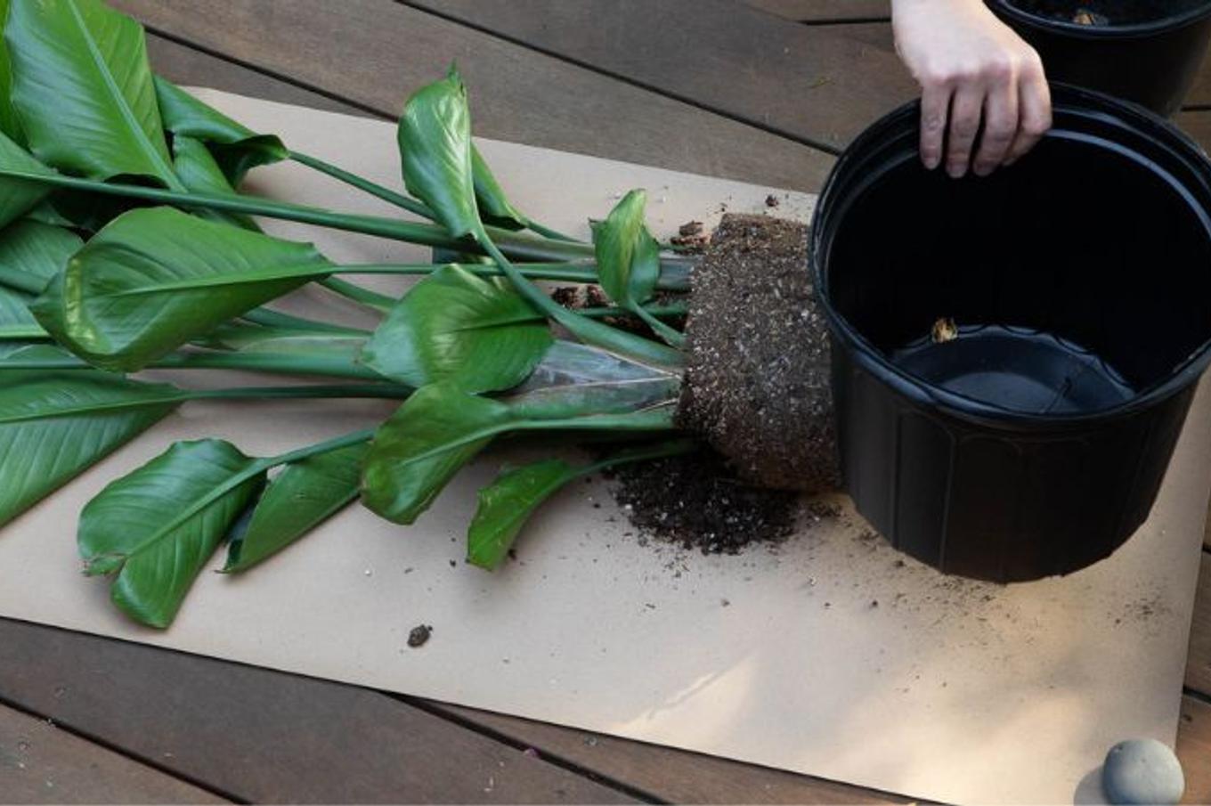 Repotting a Bird of Paradise