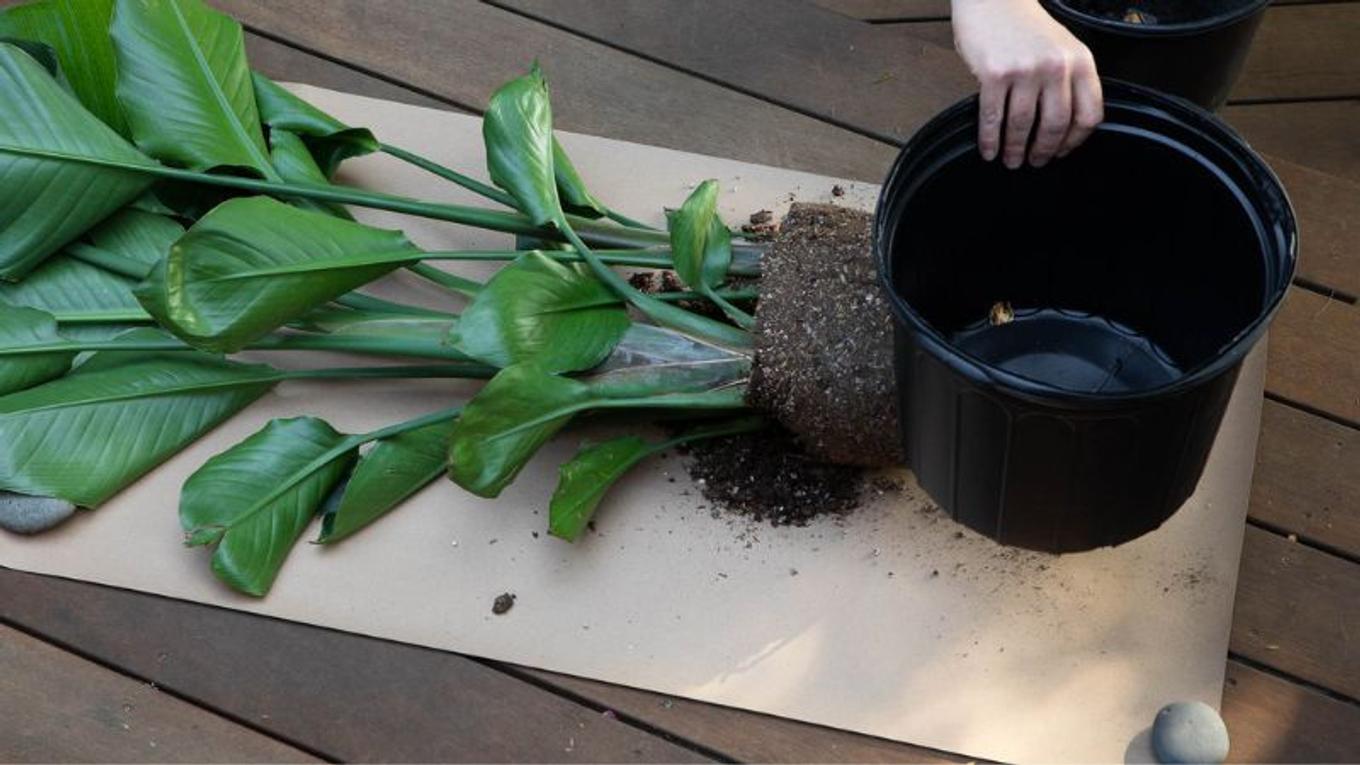 Repotting a Bird of Paradise