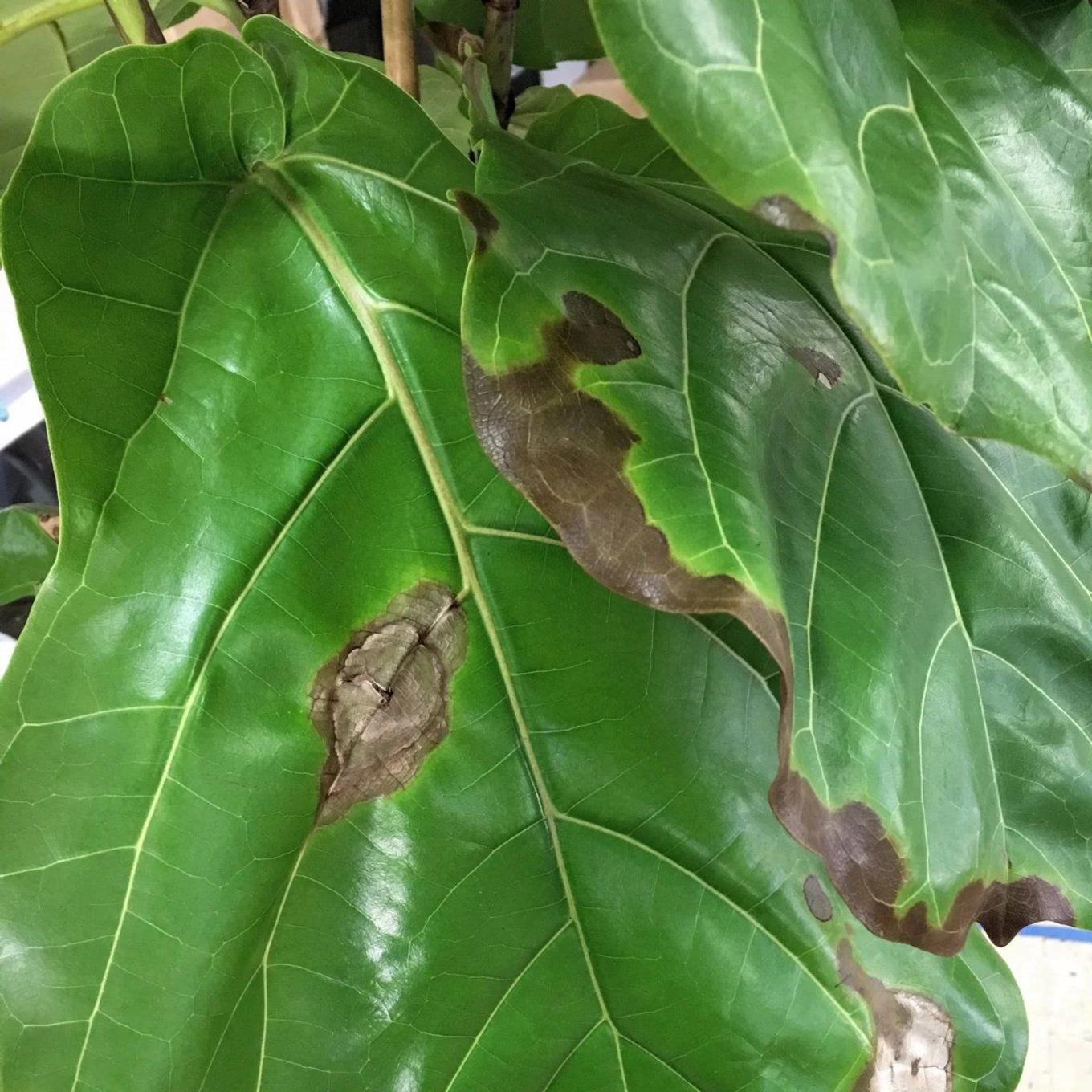 Root rot on a houseplant