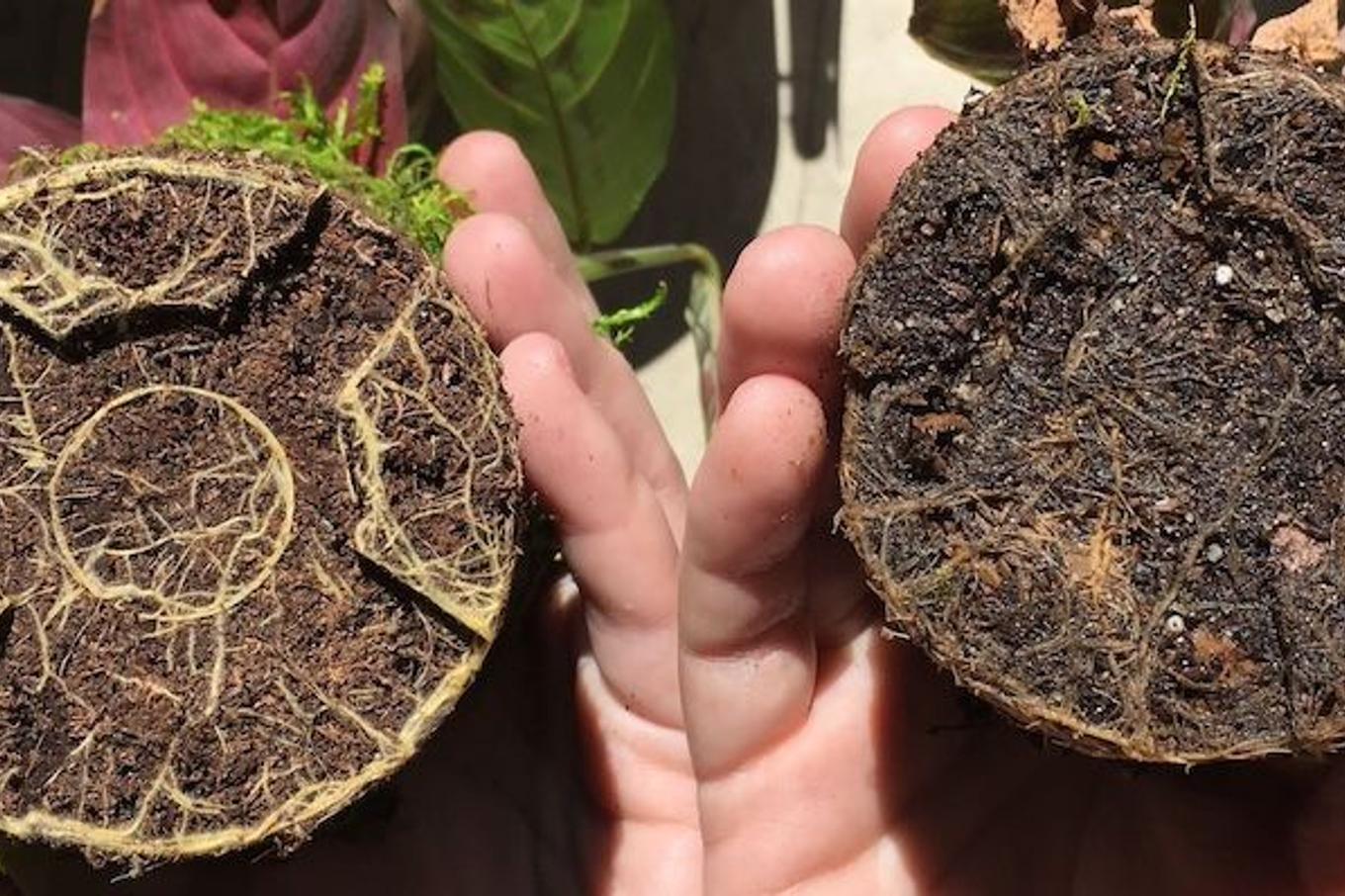 The root system of two different plants, one with root rot and the other healthy.