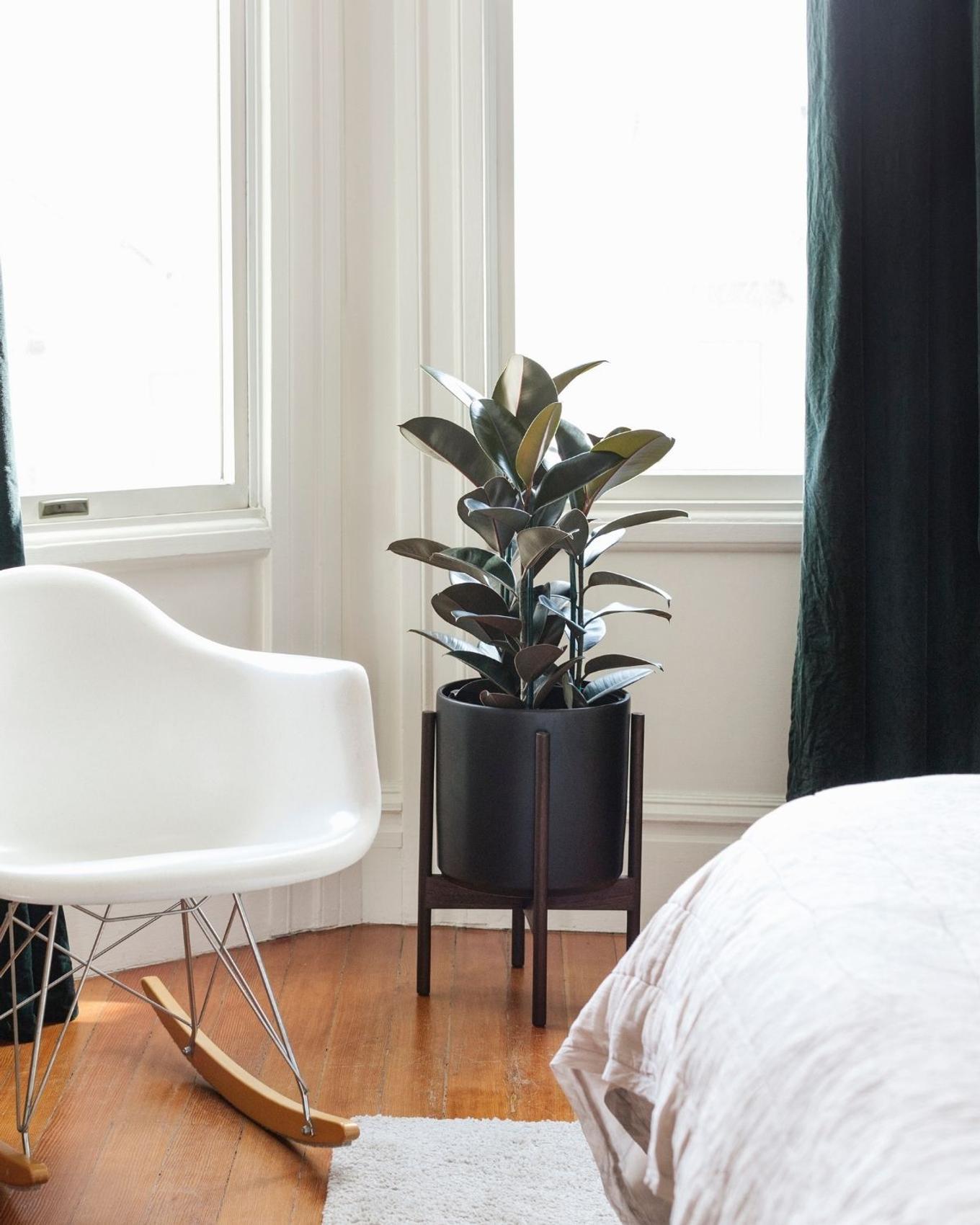 A moody Rubber Tree decorating a bright vintage bedroom