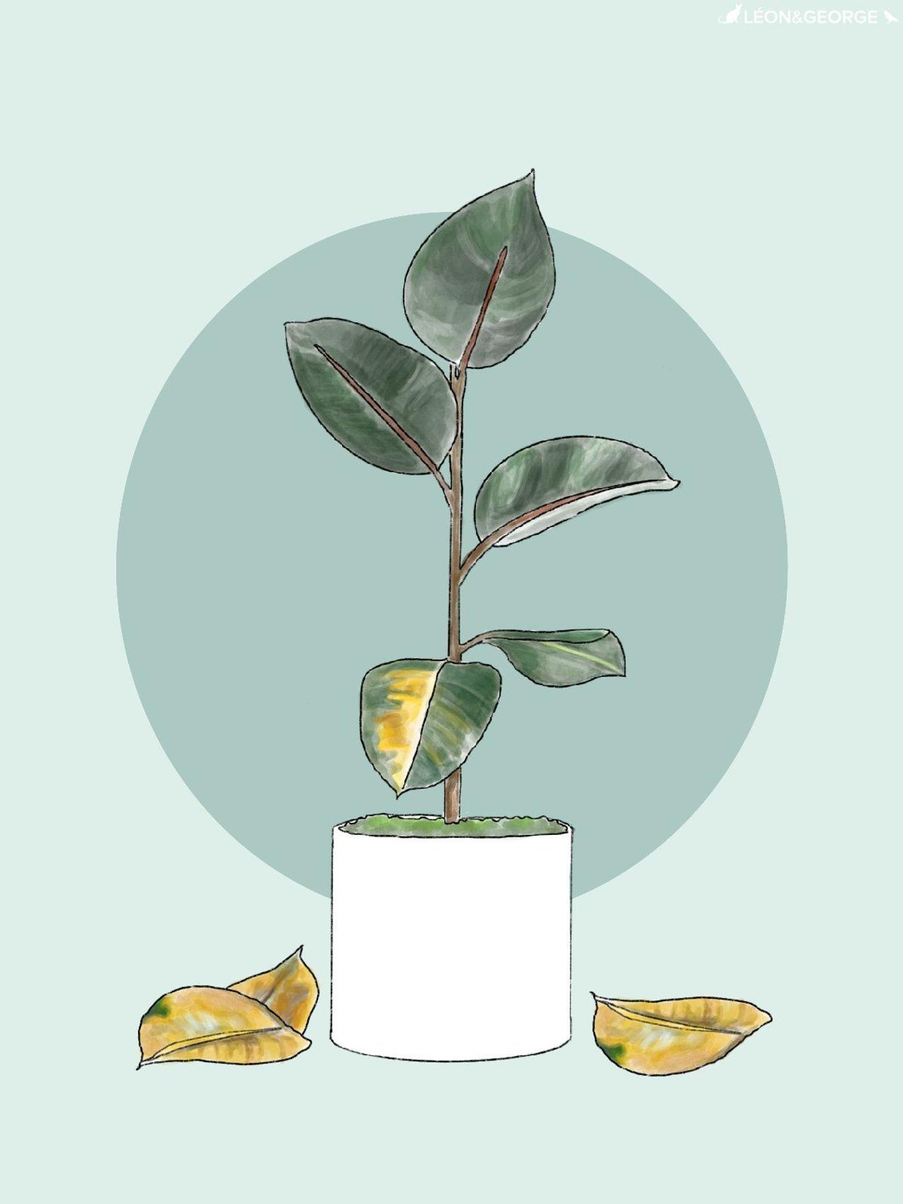 Rubber Tree losing leaves