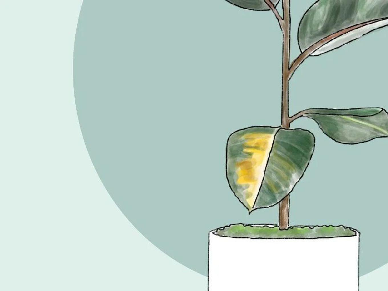 Rubber Tree with yellowing, pale leaves