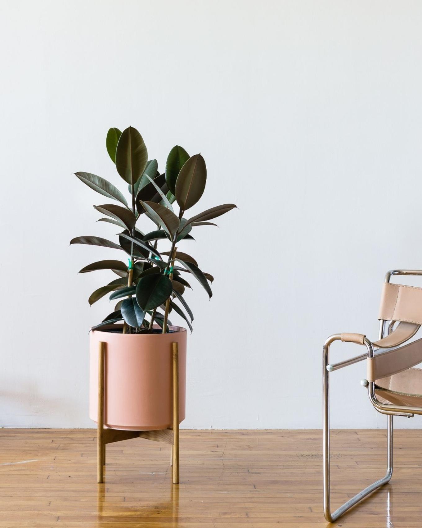 rubber tree office plant