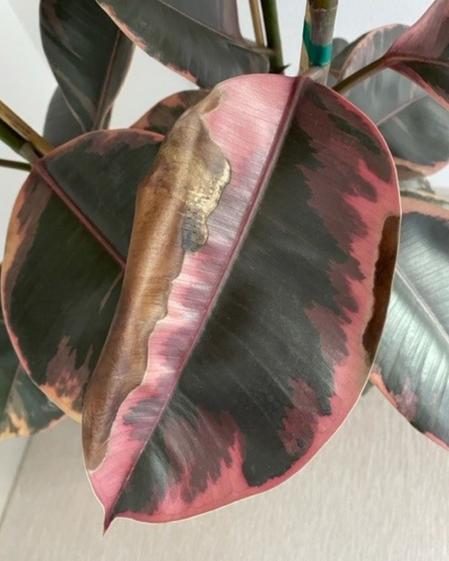 indoor plants picture