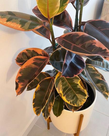 indoor plants picture