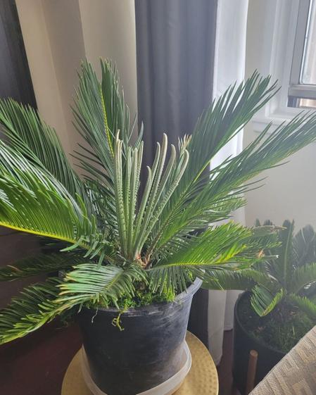 indoor plants picture