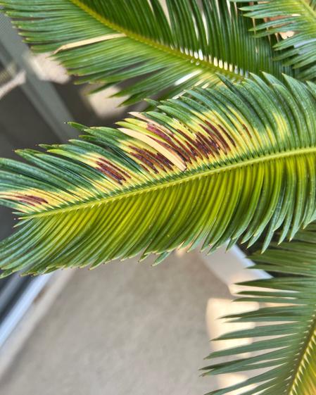 indoor plants picture