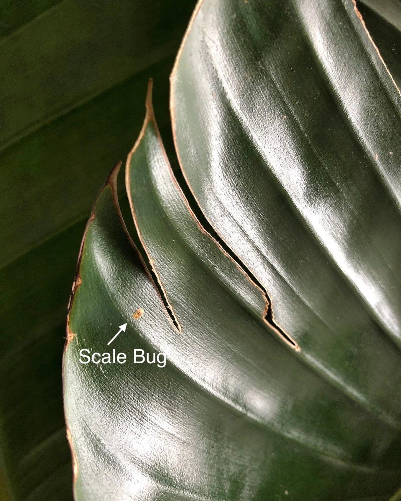Scale insects on a Bird of Paradise leaf