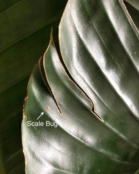 Treating Scale and Other Tough Leaf-Dwelling Bugs