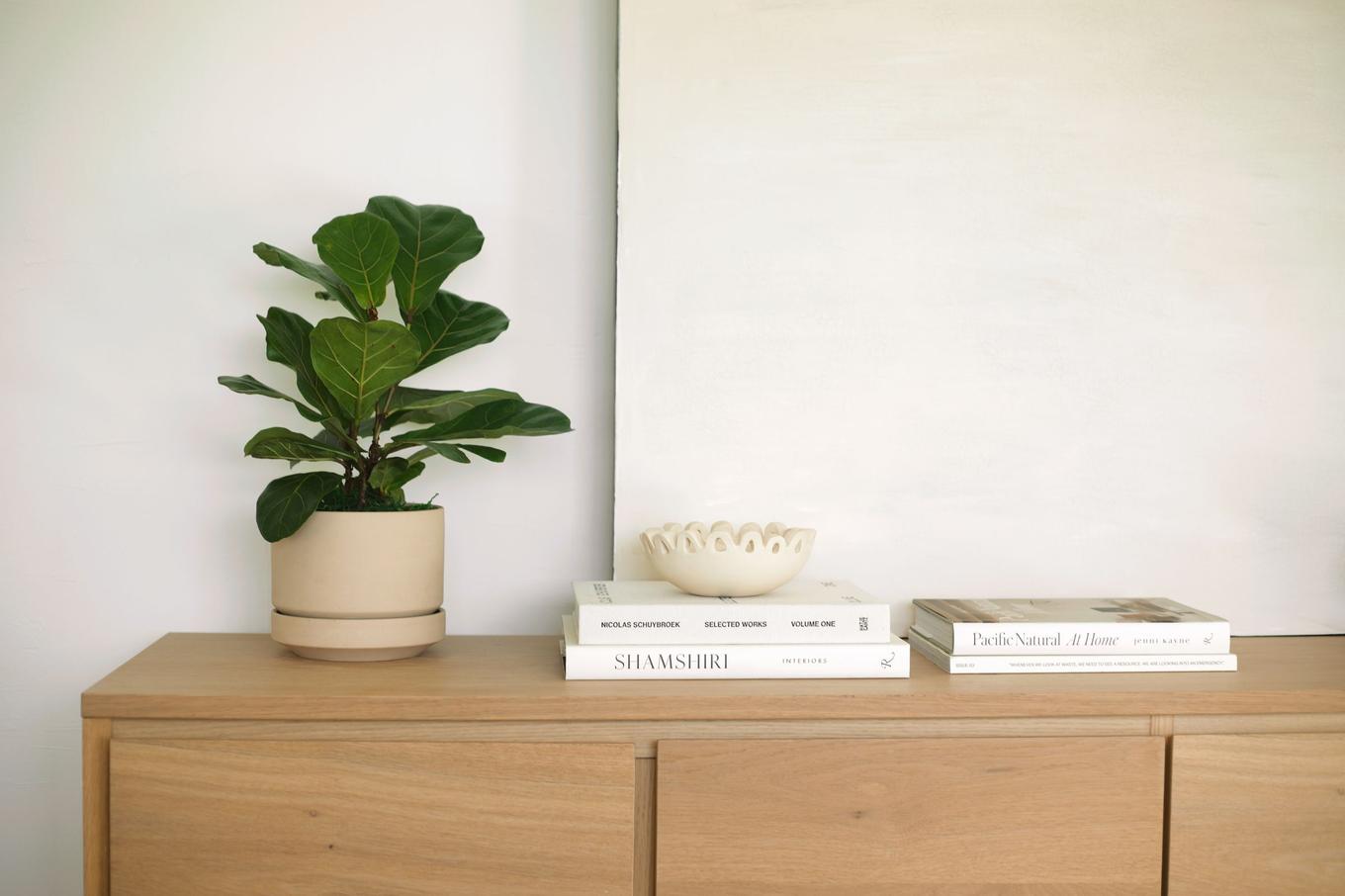 Scandinavian styling with neutral color palette and Fiddle Leaf Fig plant