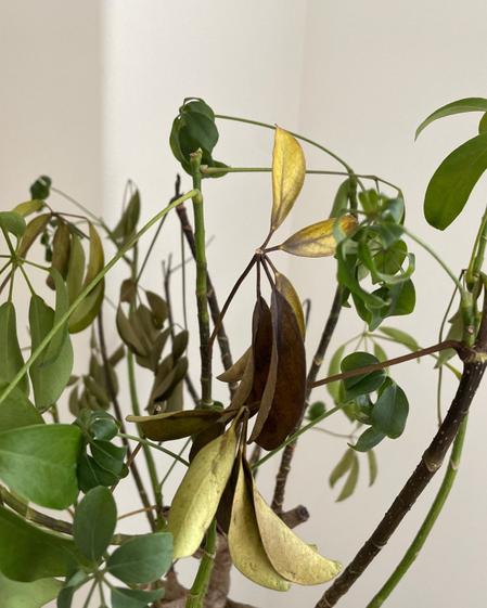 indoor plants picture