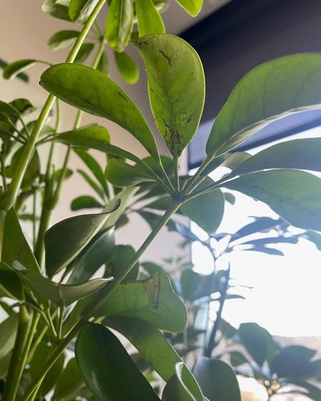 indoor plants picture