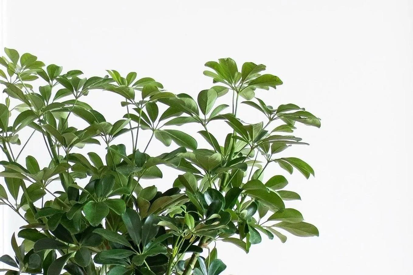 Large Schefflera (Umbrella Tree) from Leon & George