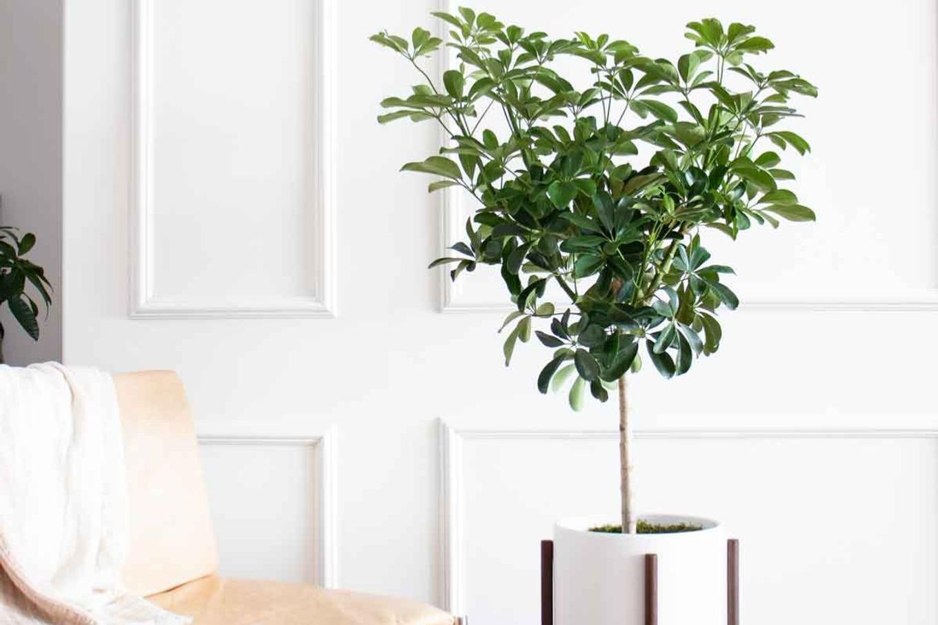 A Schefflera Tree next to a yellow armchair