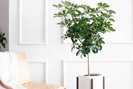 Schefflera Care Guide
