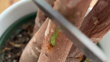 How to Tell If a Plant Is Still Alive: The Scratch Test Guide