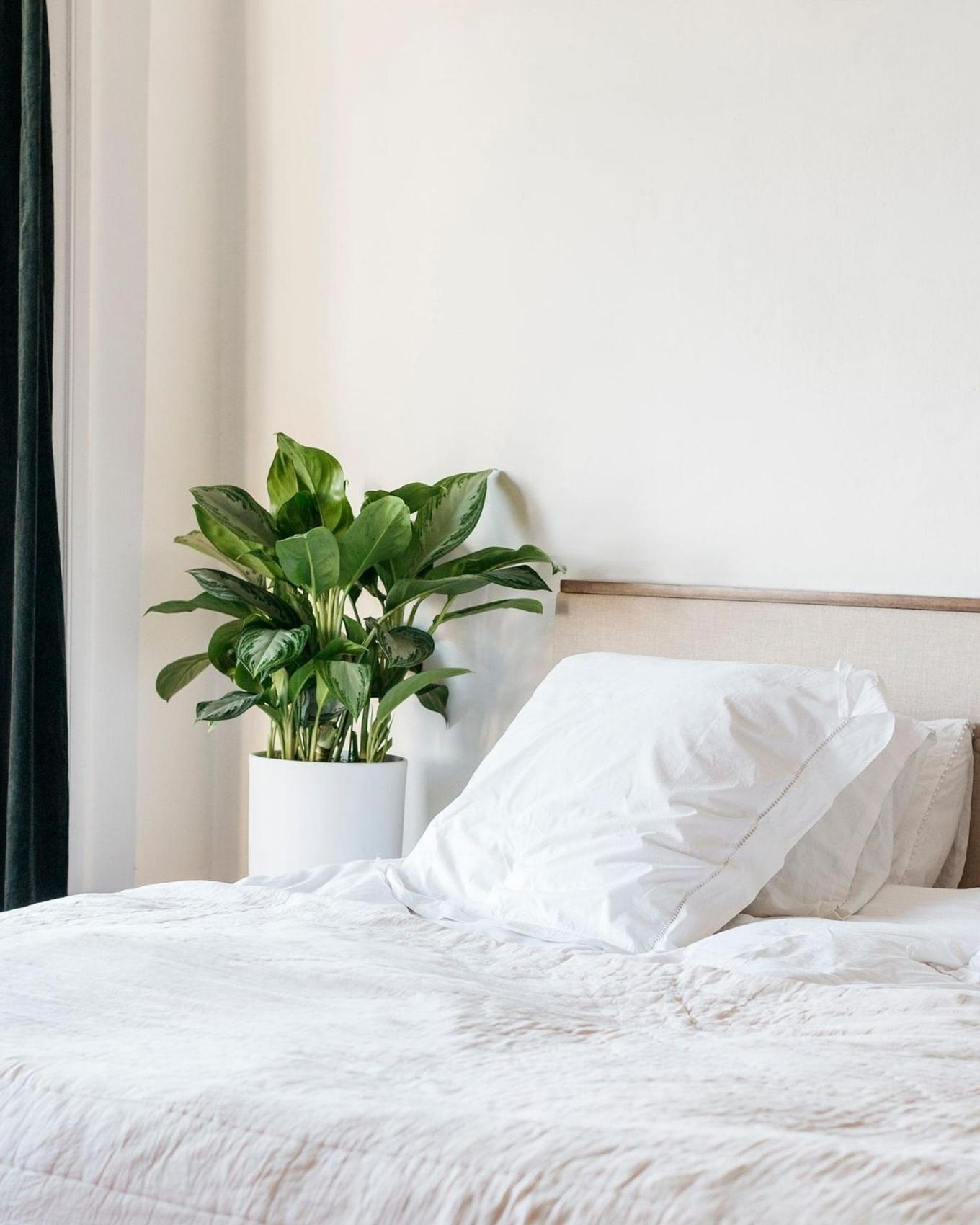 A Silver evergreen in a bright bedroom setting