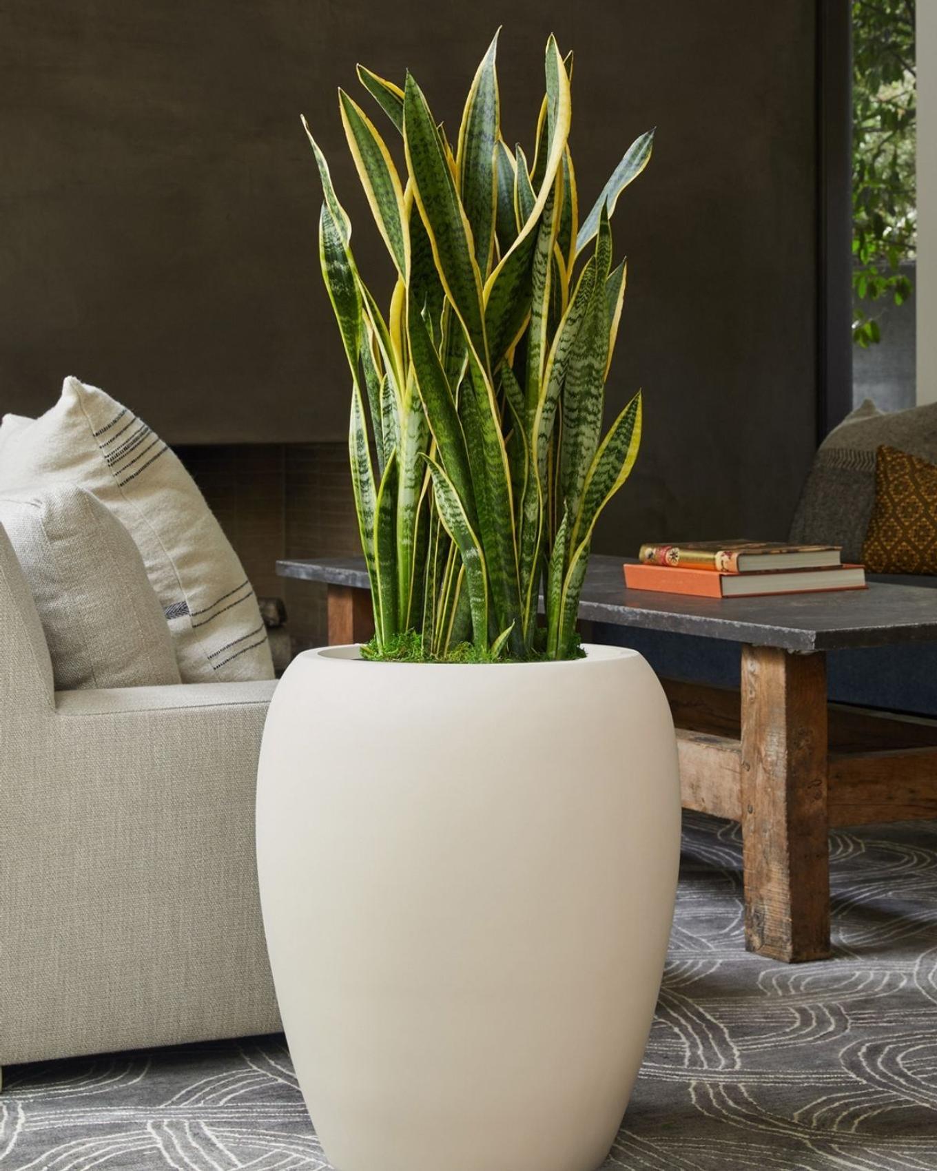 snake plant for office
