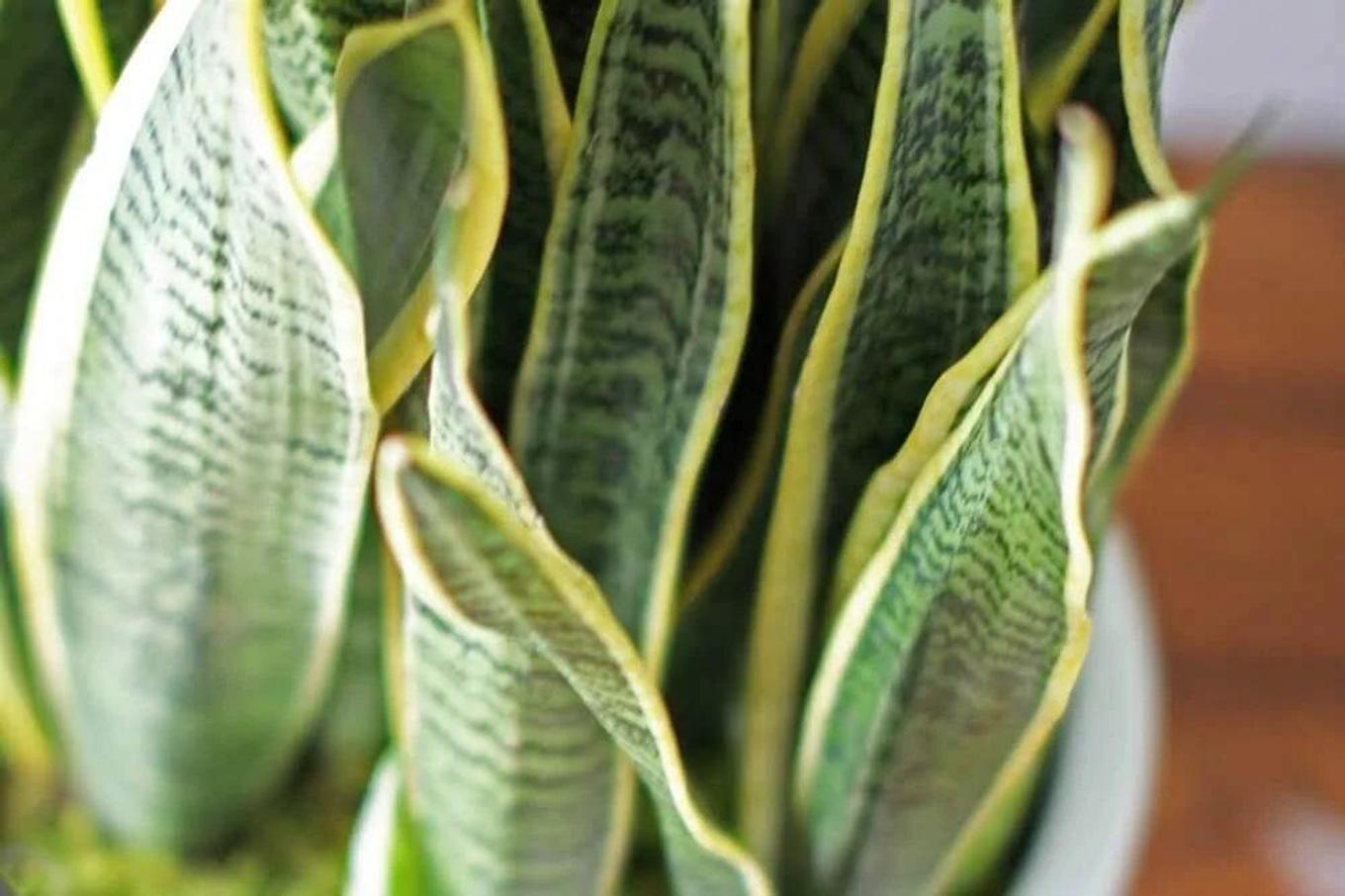 Snake Plant with browning tips