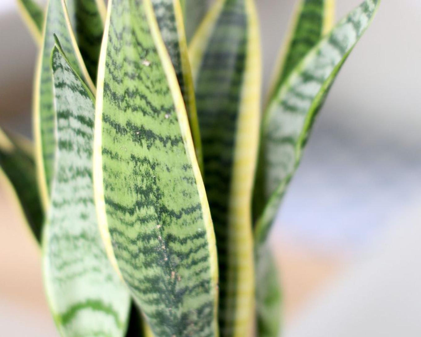 Close-up of variegated Snake Plant foliage