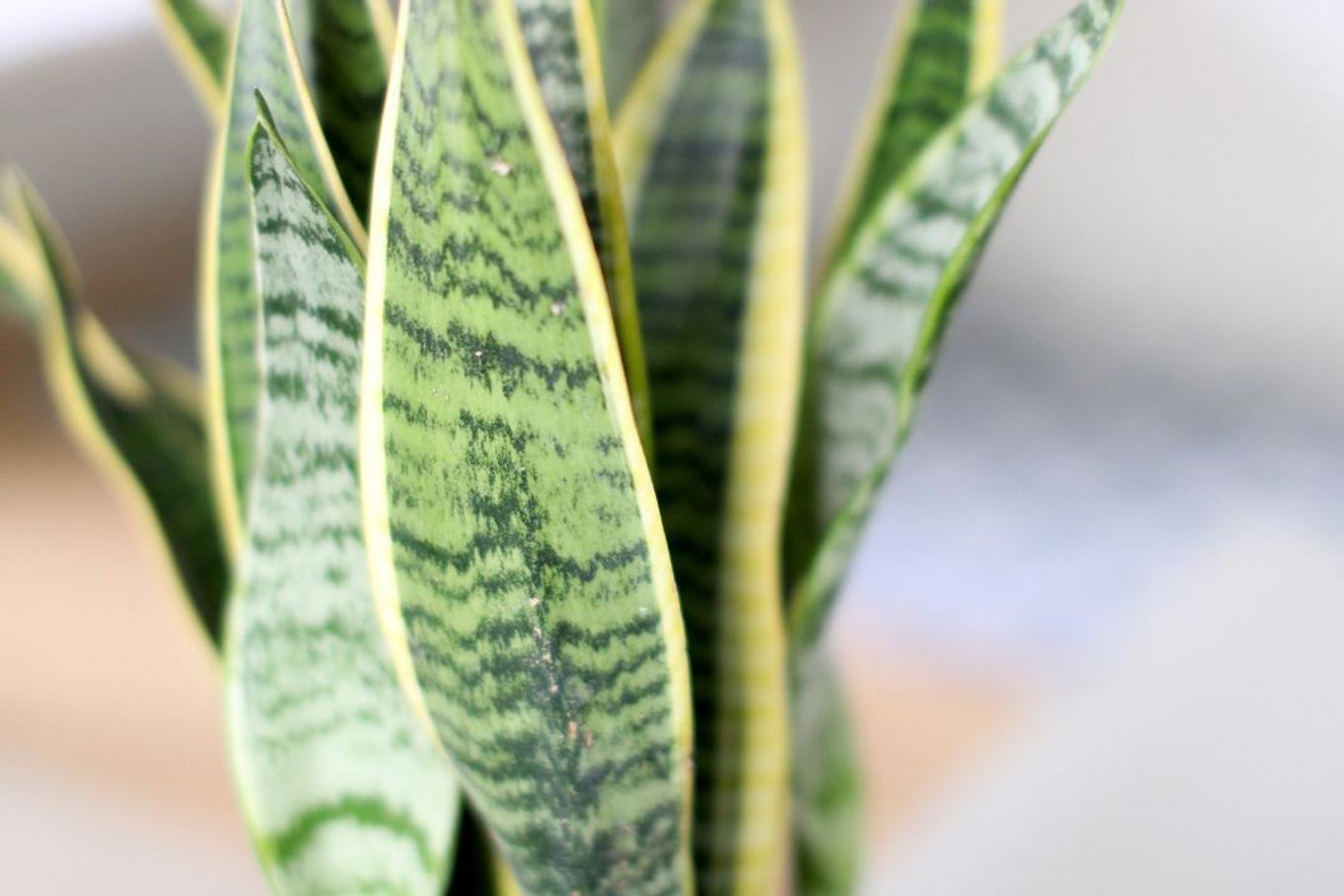 Close-up of variegated Snake Plant foliage