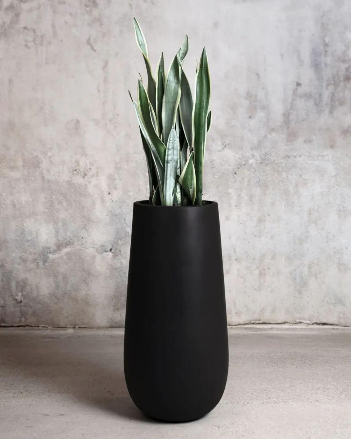 snake plant for office