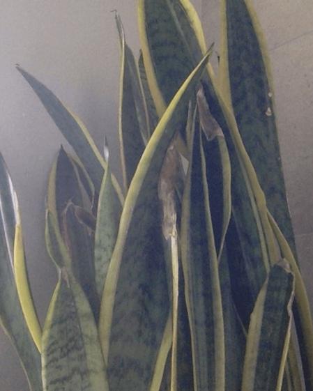 indoor plants picture