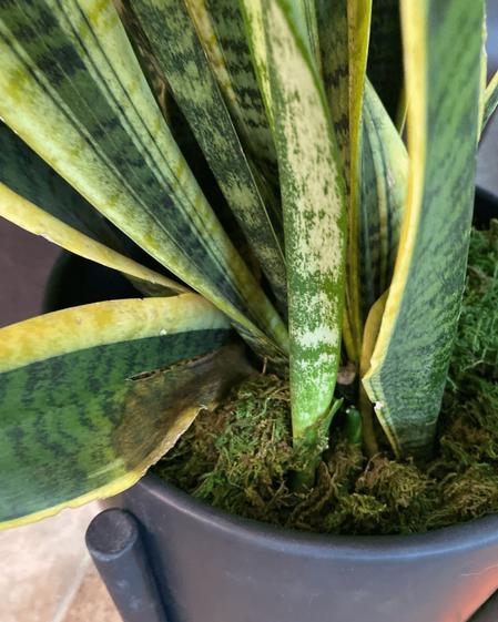 indoor plants picture