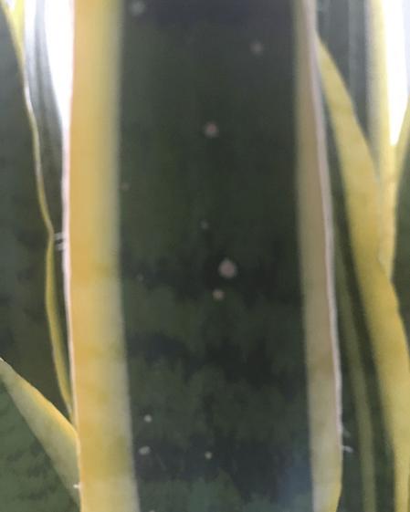 indoor plants picture