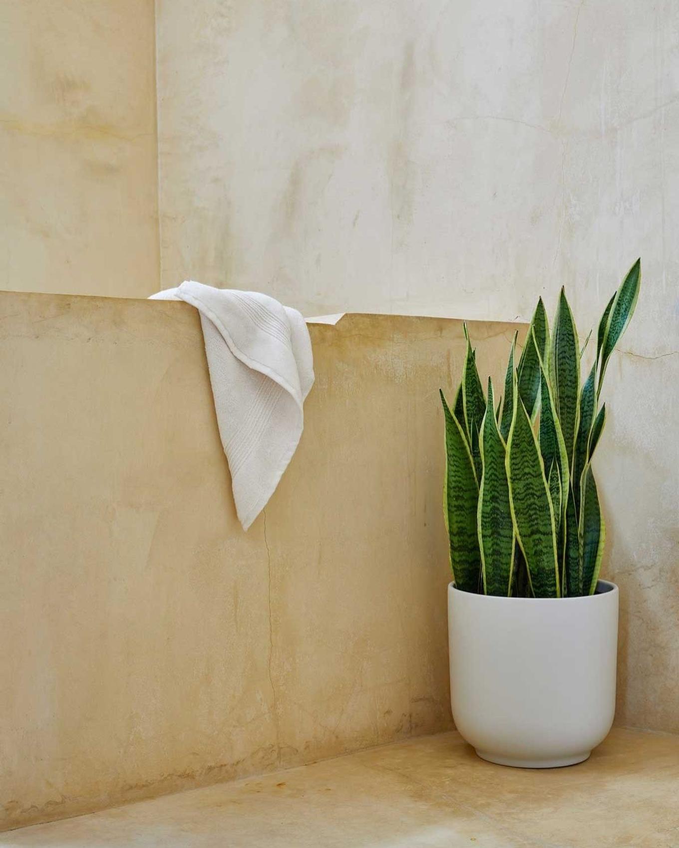 The incredibly resilient Snake Plant