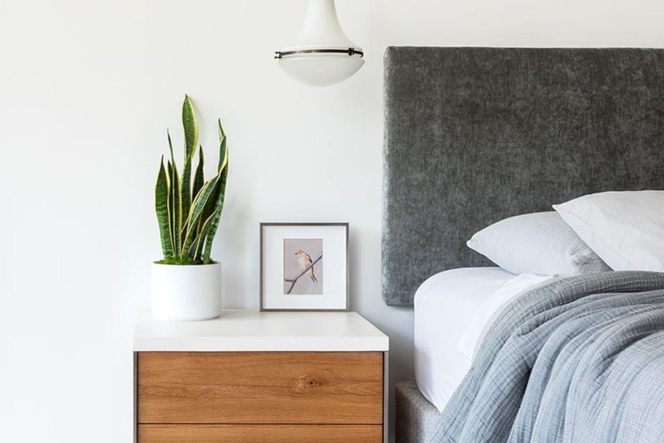 An air-purifying Snake Plant on a beautiful bedside table