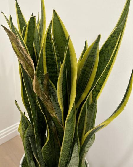 indoor plants picture