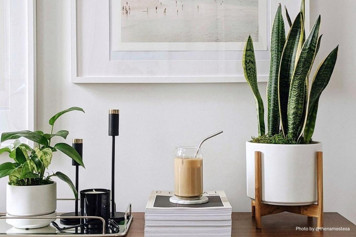 A console decorated with a Snake Plant and Jade Pothos
