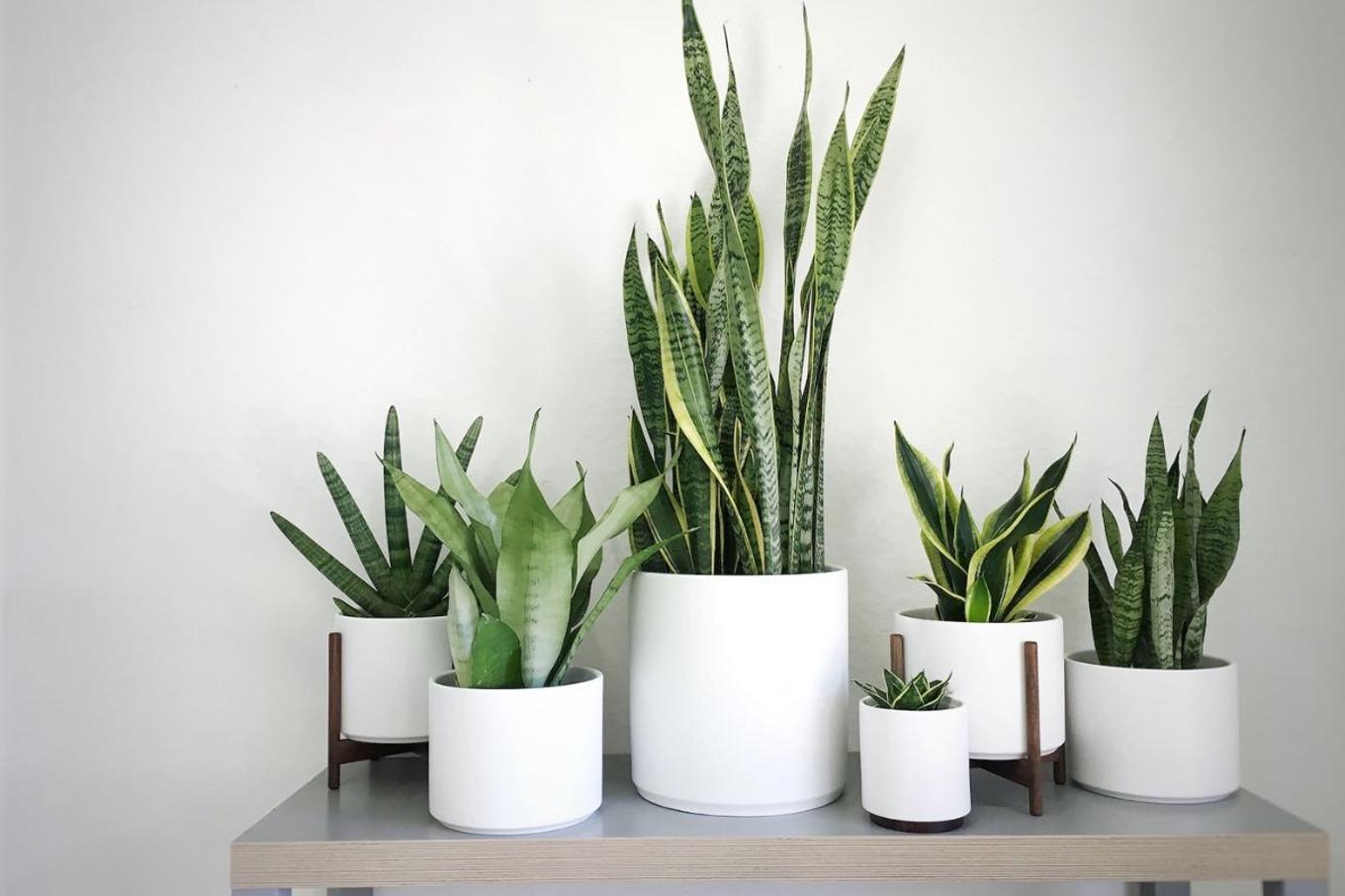 A selection of various Snake Plant varieties
