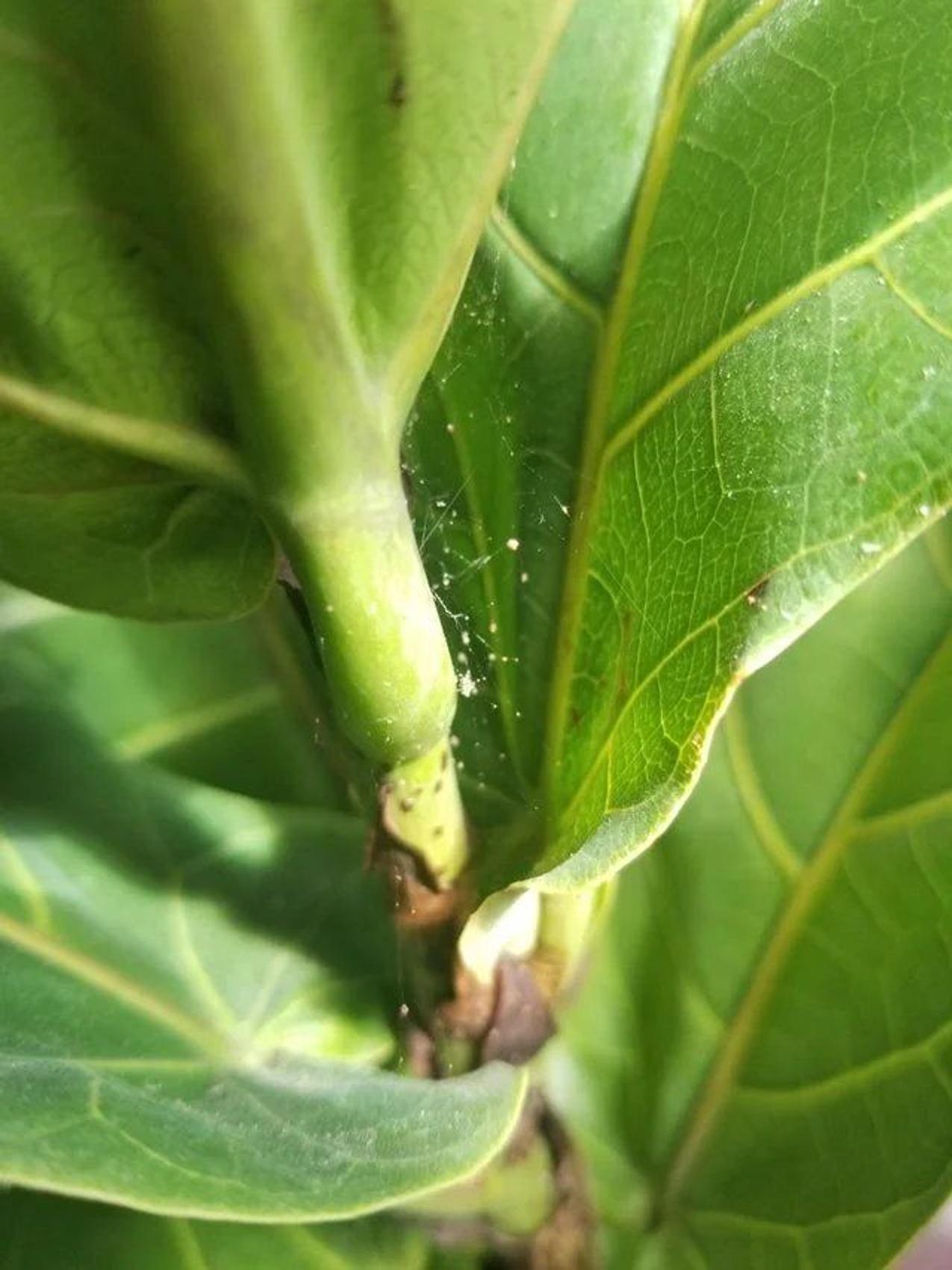 Spider mites and webbing on a houseplant