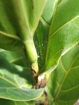 How to Get Rid of Spider Mites on Indoor Plants