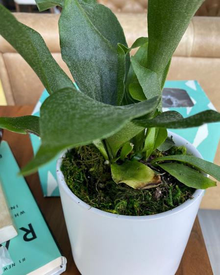 indoor plants picture