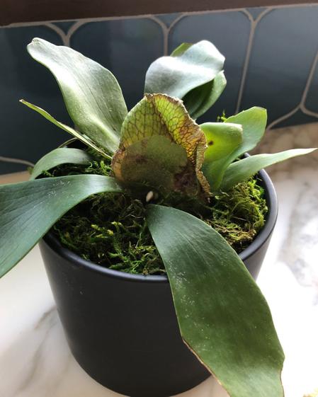 indoor plants picture