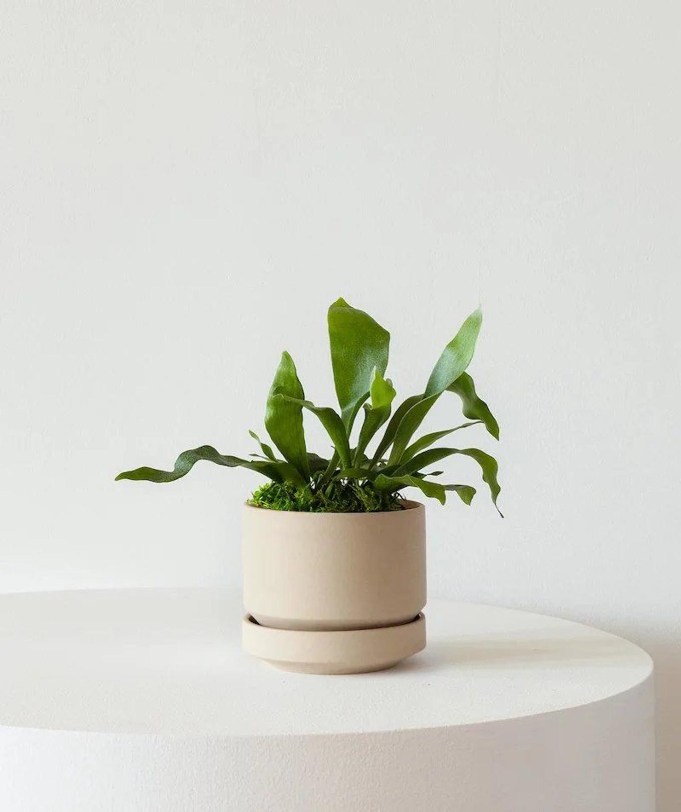 Staghorn Fern in a Scandinavian ceramic pot from Leon & George
