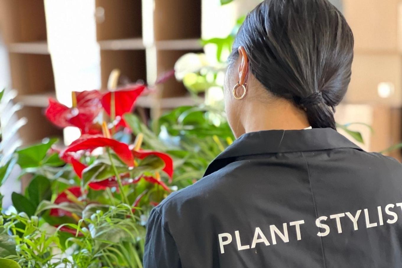 Plant Stylist with a Red Anthurium