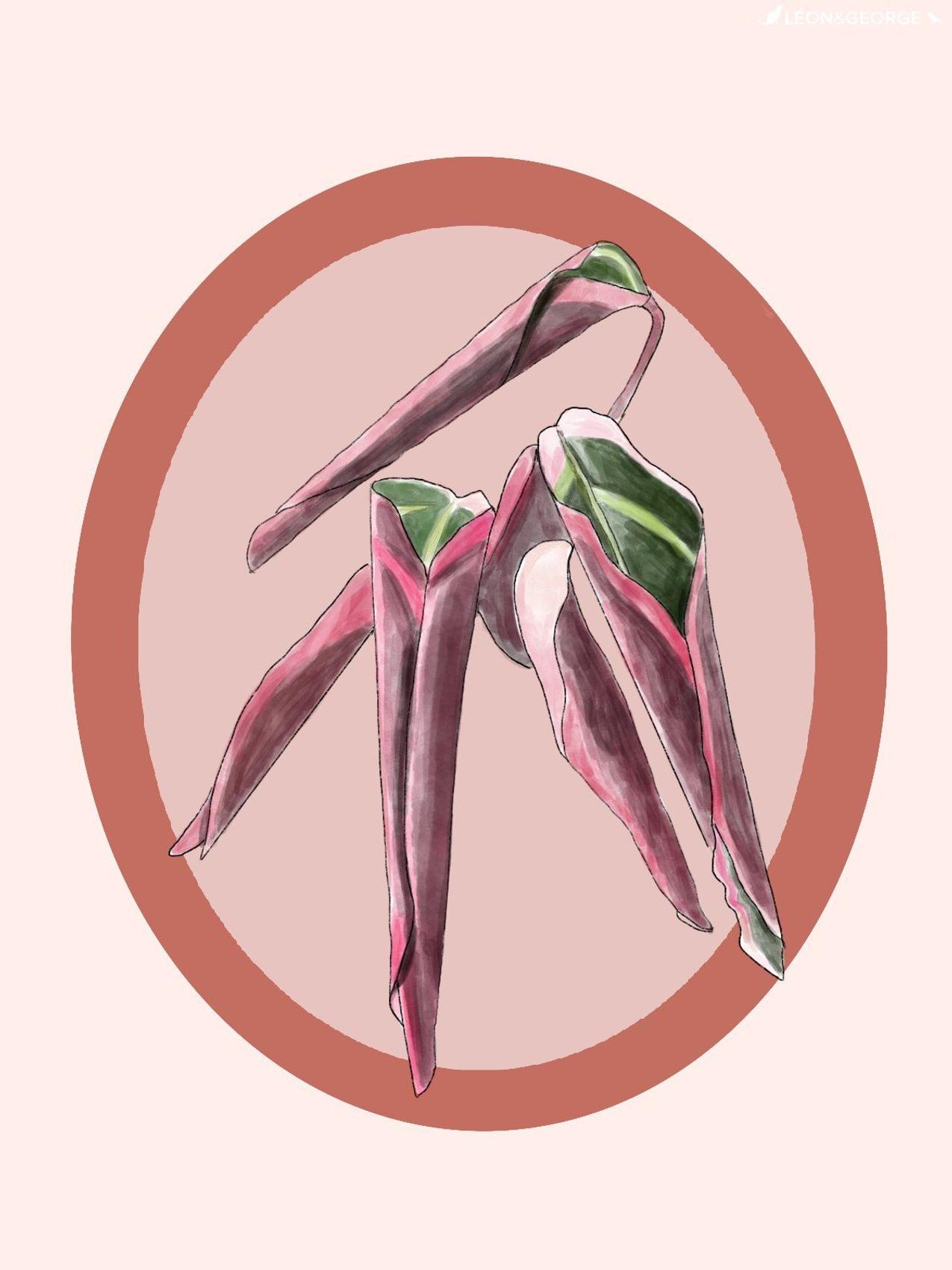 Stromanthe Triostar with curling leaves