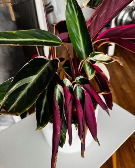 indoor plants picture