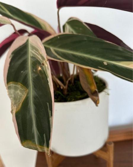 indoor plants picture