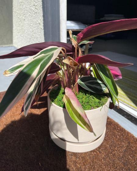 indoor plants picture