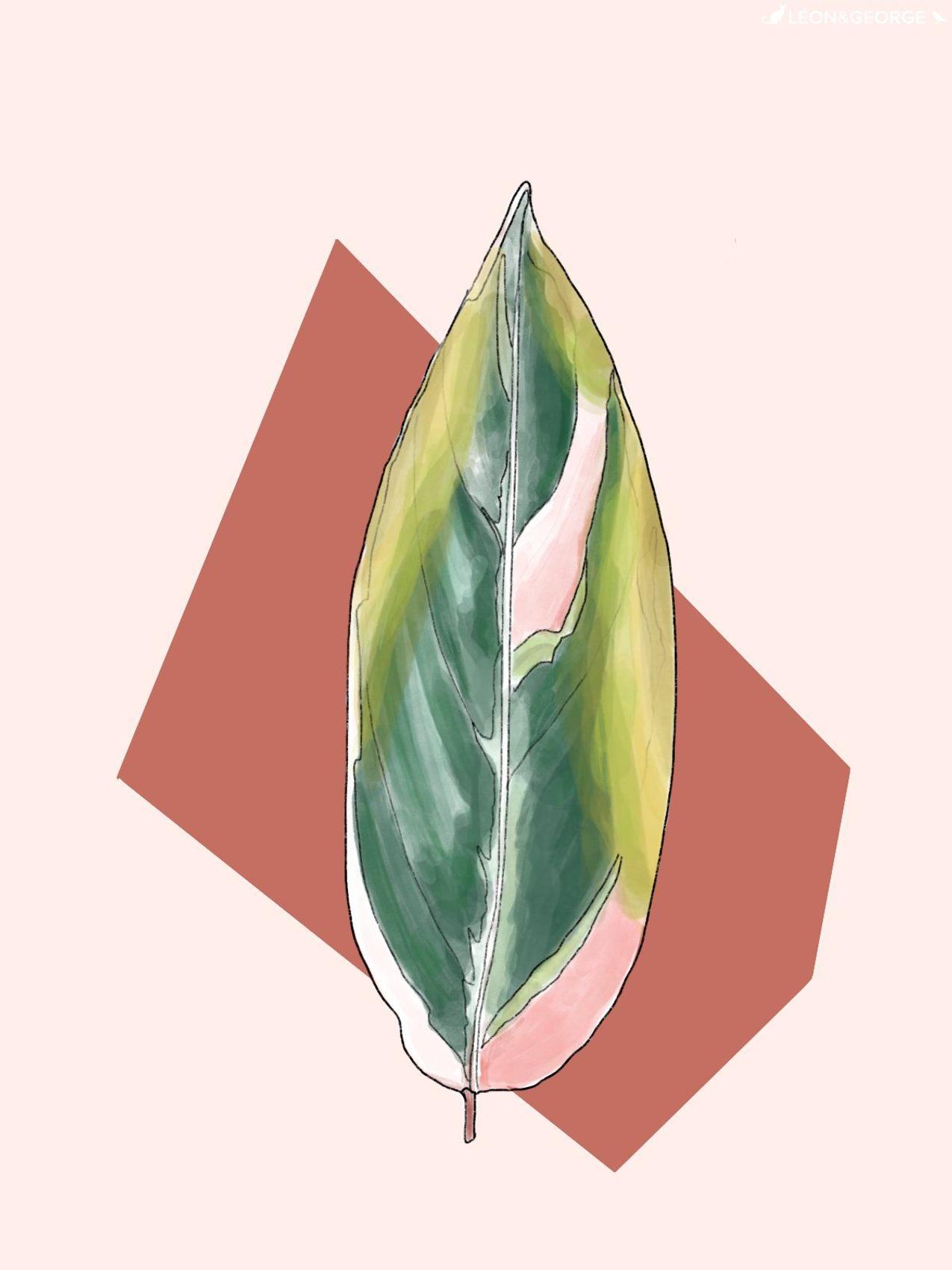 Stromanthe Triostar with pale, yellowing leaves